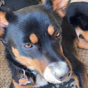 Meet your Posher, Lexy